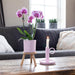 Pink Lilla Phalaenopsis Orkideer - Sæt Med 2