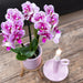 Pink Lilla Phalaenopsis Orkideer - Sæt Med 2
