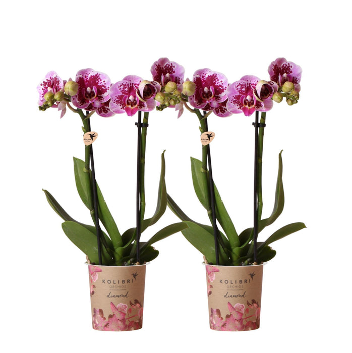 Pink Lilla Phalaenopsis Orkideer - Sæt Med 2