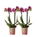 Pink Lilla Phalaenopsis Orkideer - Sæt Med 2