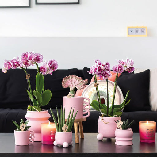 Pink Lilla Phalaenopsis Orkideer - Sæt Med 2