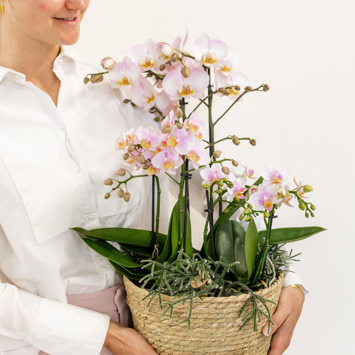 Pink Orkideer I Bomuldskurv Med Rhipsalis Og Vandbeholder