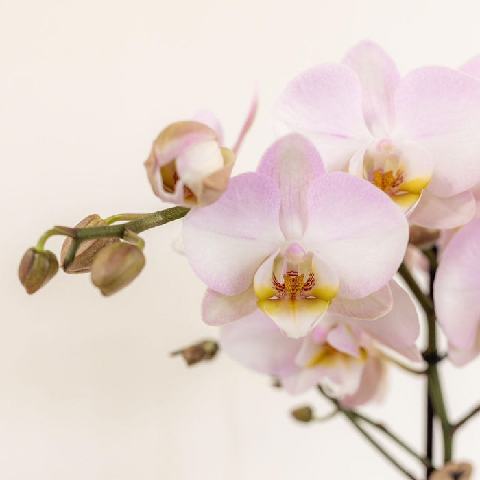 Pink Orkideer I Bomuldskurv Med Rhipsalis Og Vandbeholder