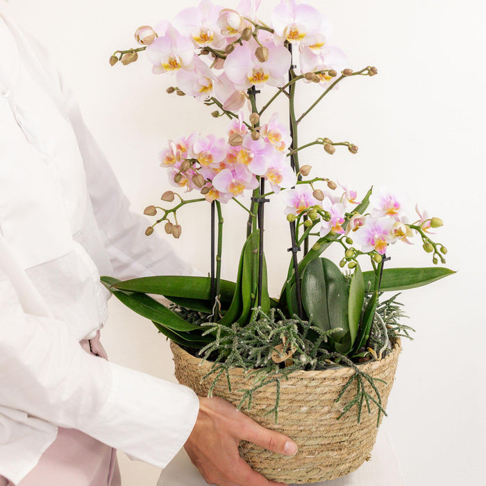 Pink Orkideer I Bomuldskurv Med Rhipsalis Og Vandbeholder