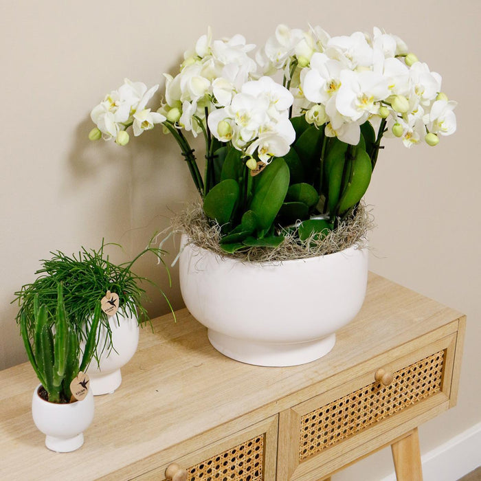 Hvide Orkideer I Scandic Fad Med Tank