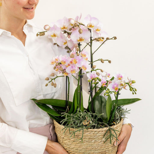 Pink Orkideer I Kurv Med Tank Og Rhipsalis Planter