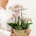 Pink Orkideer I Kurv Med Tank Og Rhipsalis Planter