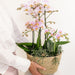 Pink Orkideer I Kurv Med Tank Og Rhipsalis Planter