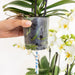 Pink Orkideer I Kurv Med Tank Og Rhipsalis Planter
