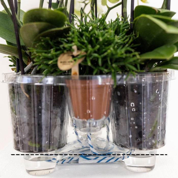 Pink Orkideer I Kurv Med Tank Og Rhipsalis Planter