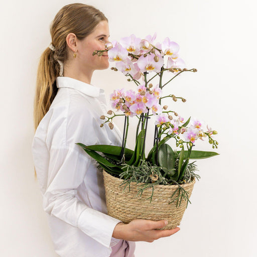 Pink Orkideer I Kurv Med Tank Og Rhipsalis Planter
