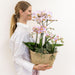 Pink Orkideer I Kurv Med Tank Og Rhipsalis Planter