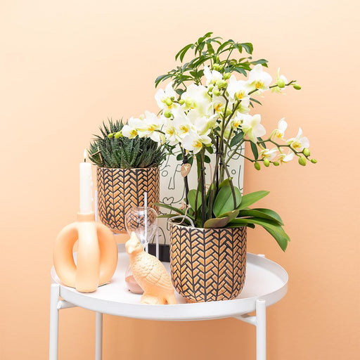 Peach Kakadue Ornament - Plante Dekoration