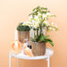 Peach Kakadue Ornament - Plante Dekoration