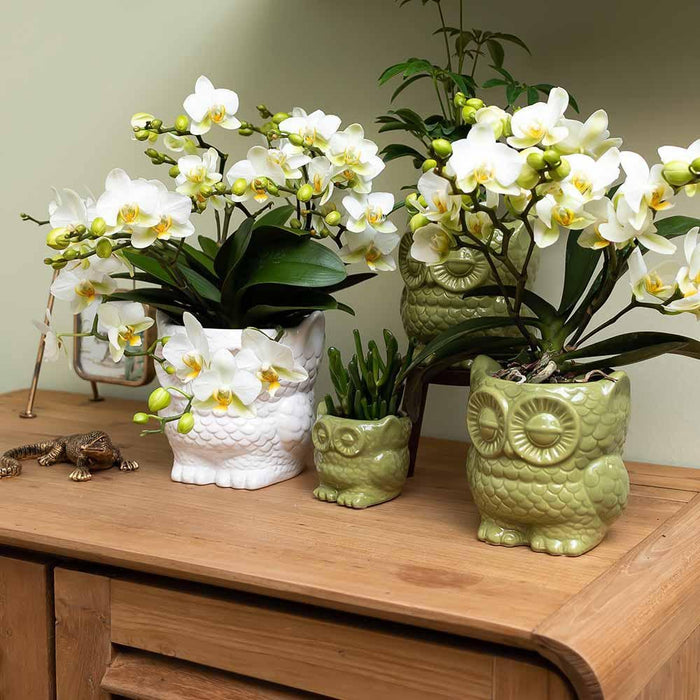 Owl Bloempot - Hvid Keramisk Uglepotte