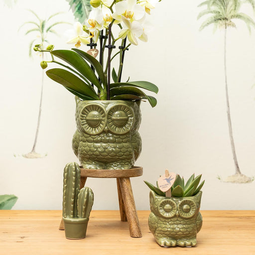 Owl Bloempot - Grøn Dekorativ Potte