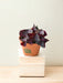 Oxalis Triangularis