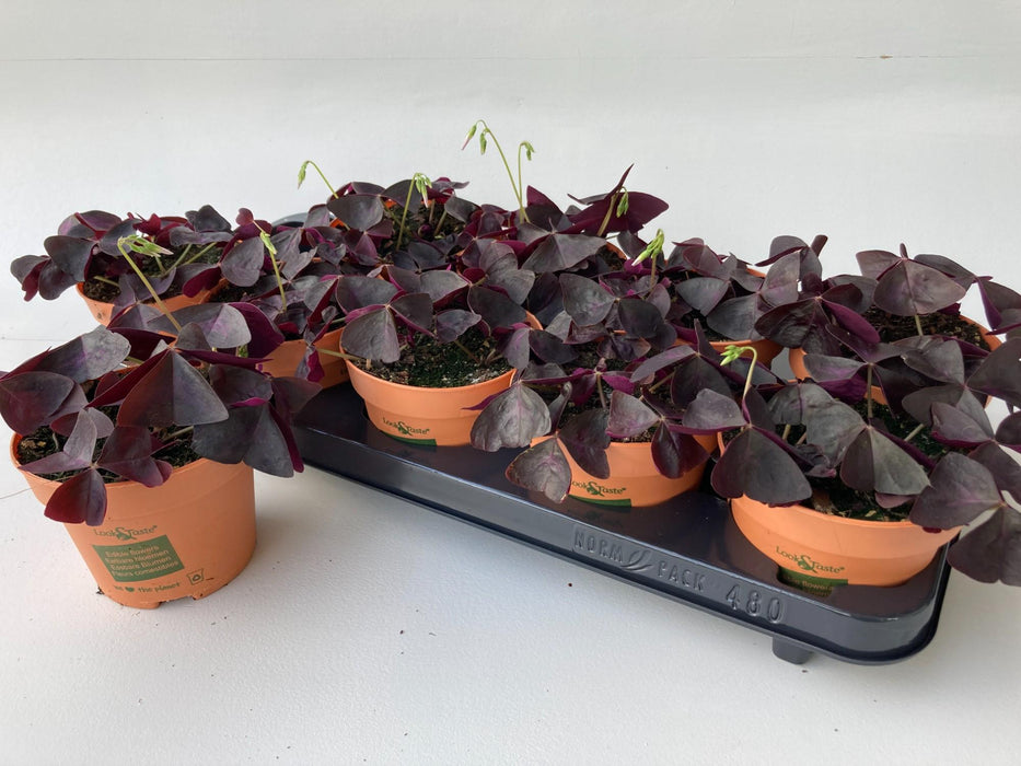 Oxalis Triangularis
