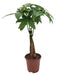 Pachira Aquatica