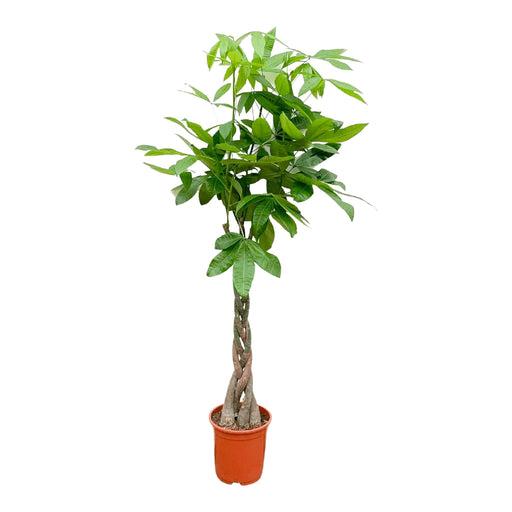 Pachira Aquatica Flettet - 160Cm - Ø27