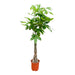 Pachira Aquatica Flettet - 160Cm - Ø27