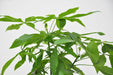 Pachira Aquatica Flettet - 160Cm - Ø27