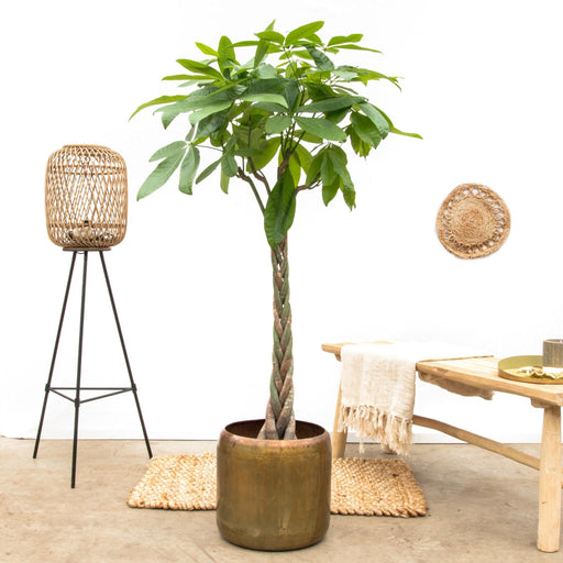 Pachira Aquatica Flettet - 160Cm - Ø27