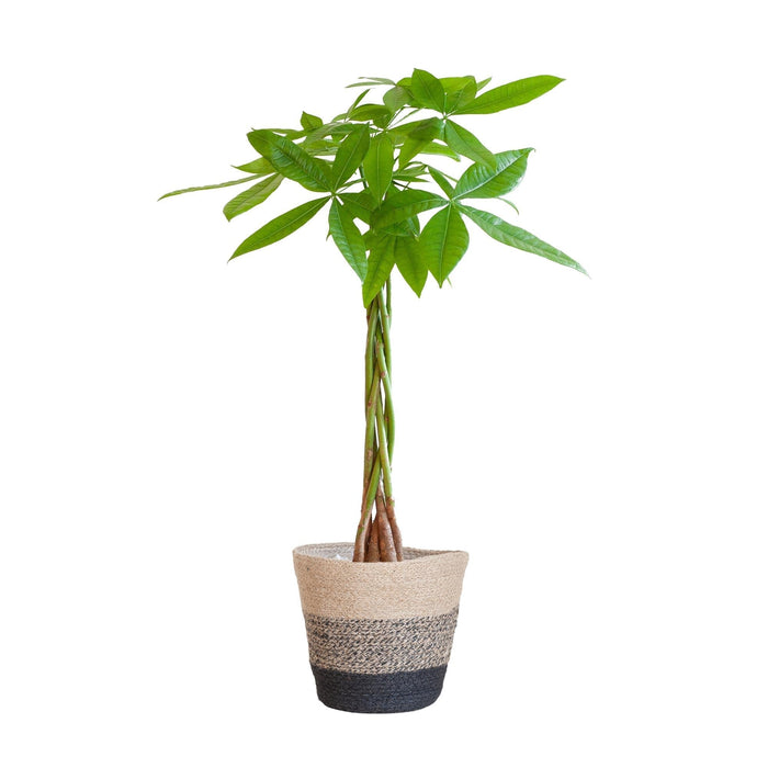 Pachira Aquatica Og Dens Gryde