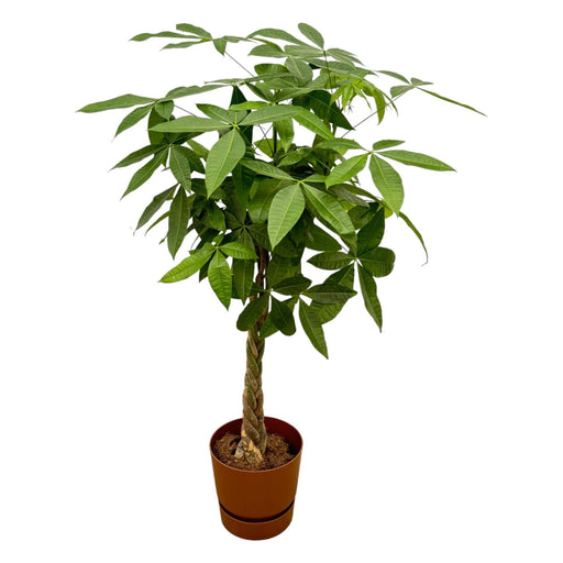 Pachira Aquatica Inclusive Elho Greenville Rund Bruin - 160Cm - Ø30