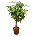 Pachira Aquatica Inclusive Elho Greenville Rund Bruin - 160Cm - Ø30