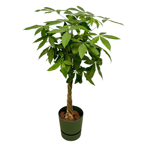 Pachira Aquatica Inclusive Elho Greenville Rund Grøn - 160Cm - Ø30