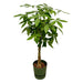 Pachira Aquatica Inclusive Elho Greenville Rund Grøn - 160Cm - Ø30