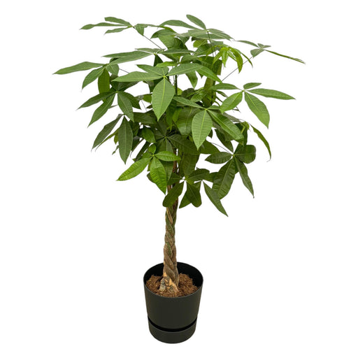 Pachira Aquatica Inclusive Elho Greenville Rund Sort - 160Cm - Ø30