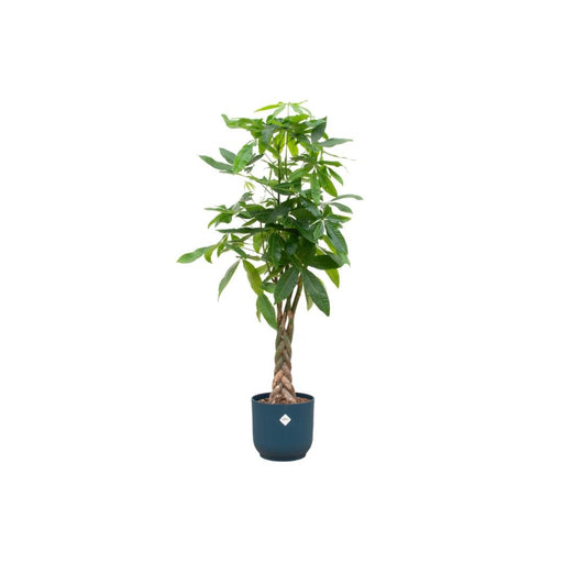 Pachira Aquatica Inclusive Elho Vibes Fold Rund Blauw - 160Cm - Ø30