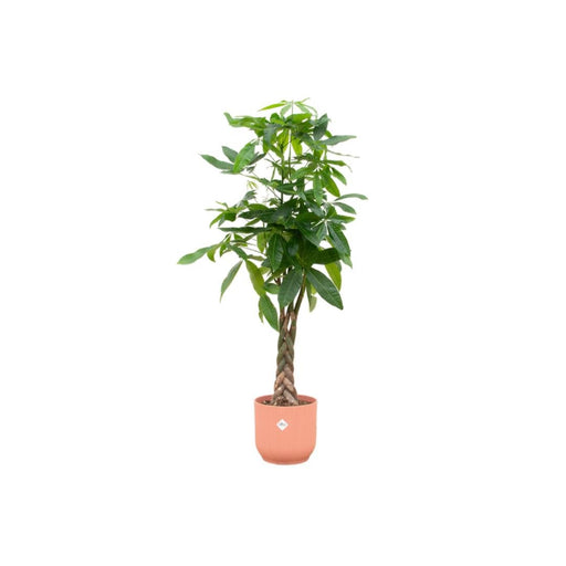 Pachira Aquatica Inclusive Elho Vibes Fold Rund Rose - 160Cm - Ø30