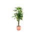 Pachira Aquatica Inclusive Elho Vibes Fold Rund Rose - 160Cm - Ø30