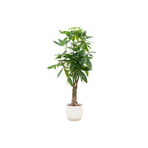 Pachira Aquatica Inclusive Elho Vibes Fold Rund Wit - 160Cm - Ø30