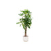 Pachira Aquatica Inclusive Elho Vibes Fold Rund Wit - 160Cm - Ø30