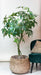 Pachira Aquatica Kunstig Plante - H150Cm, Ø17Cm