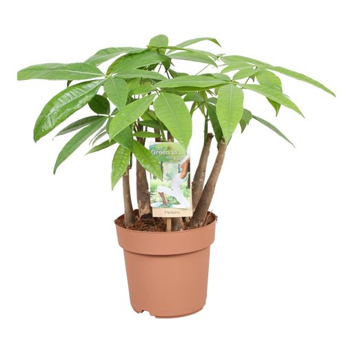 Pachira Aquatica