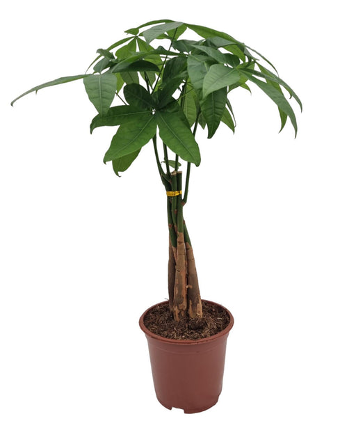 Pachira Aquatica