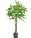Pachira Aquatica - Kunstig Grøn Plante