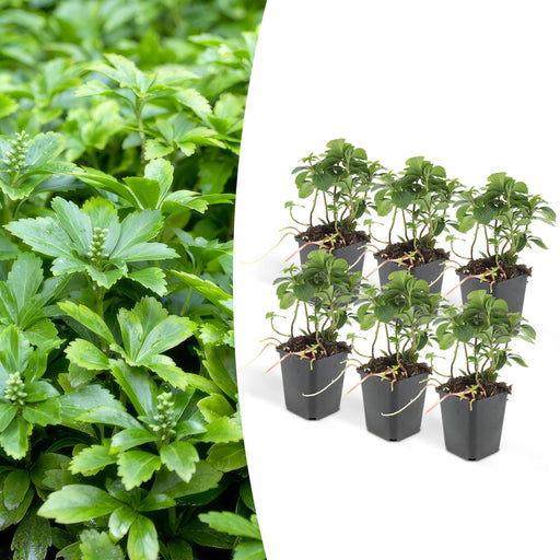 Pachysandra Term. 'Grønt Tæppe'