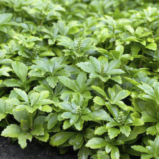 Pachysandra Term. 'Grønt Tæppe'