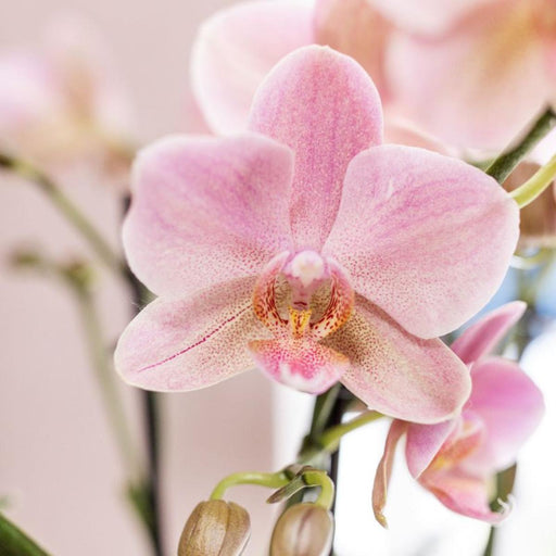 Pakke Med 4 Treviso-Orkideer – Old Pink – Blomstrende Stueplante