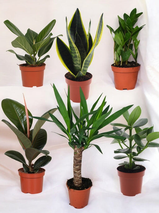Pakke Med 6 Letplejede Planter