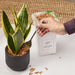 Naturlig Mulch Jord Topper