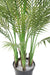 Kunstig Areca Palm H.145Cm Til Indendørs