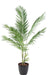 Kunstig Areca Palme Til Indendørs 160 Cm