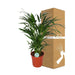 Areca Palme 'Dypsis Lutescens'
